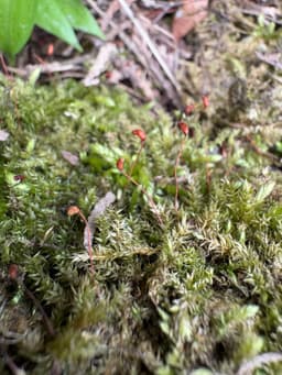 Biologia - rozszerzenie, podstawa — Korepetycje Biologia online